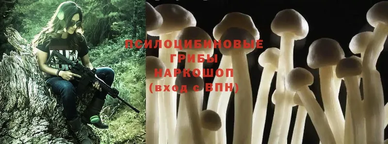 кракен ссылки  Светлоград  Галлюциногенные грибы Psilocybe 