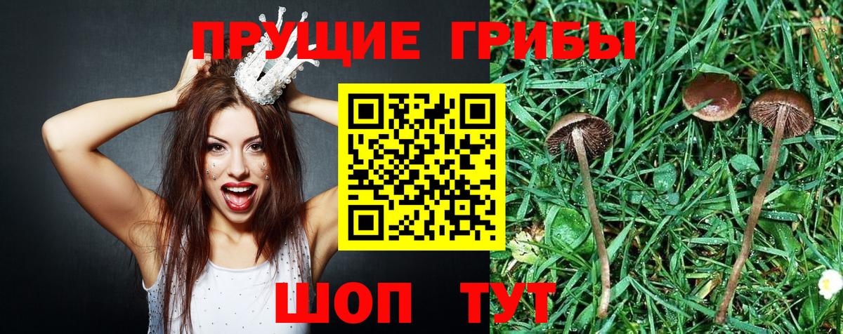Псилоцибиновые грибы прущие грибы Светлоград